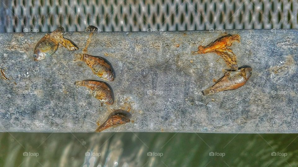 Dead small fish on metal handrail