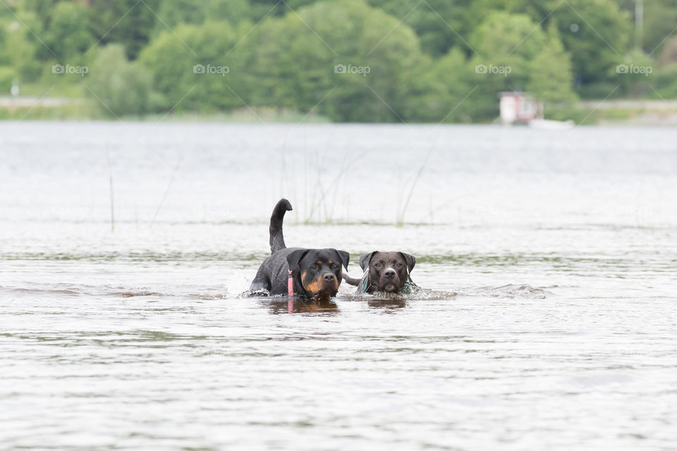 Two dogs swimming together in the lake, best friends 