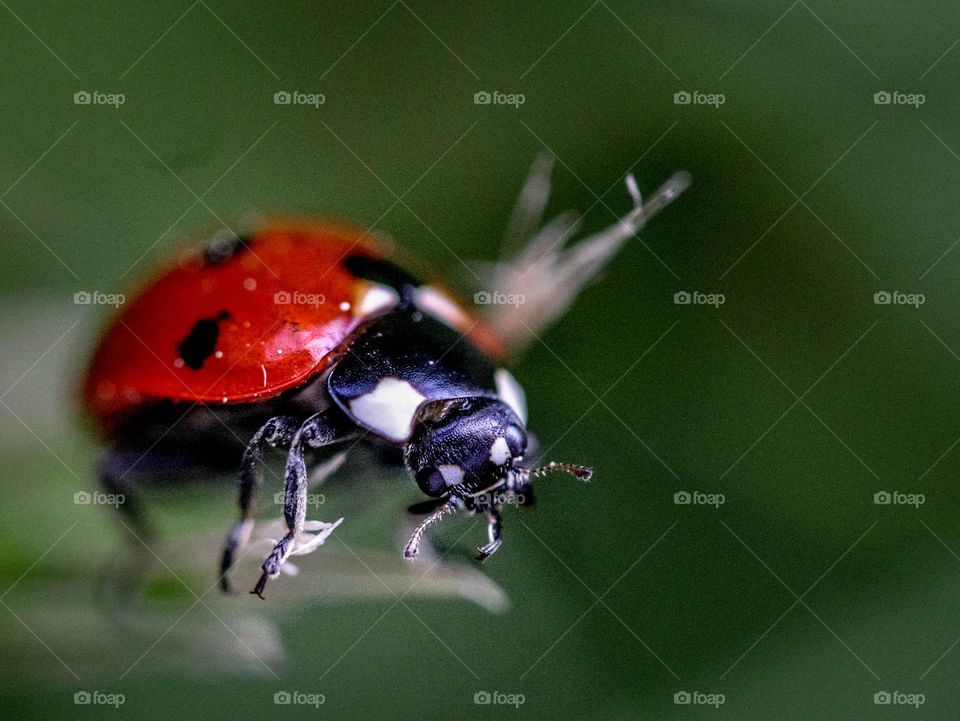 Beautiful ladybug on a blade of grass