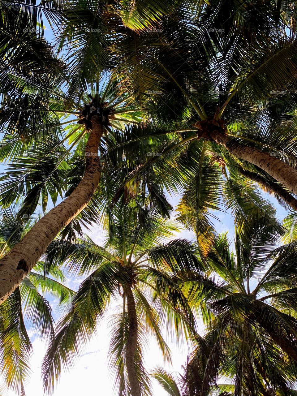 Coconut trees seen from the ground up