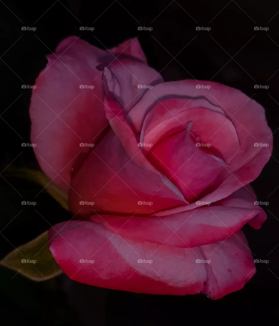 rose
