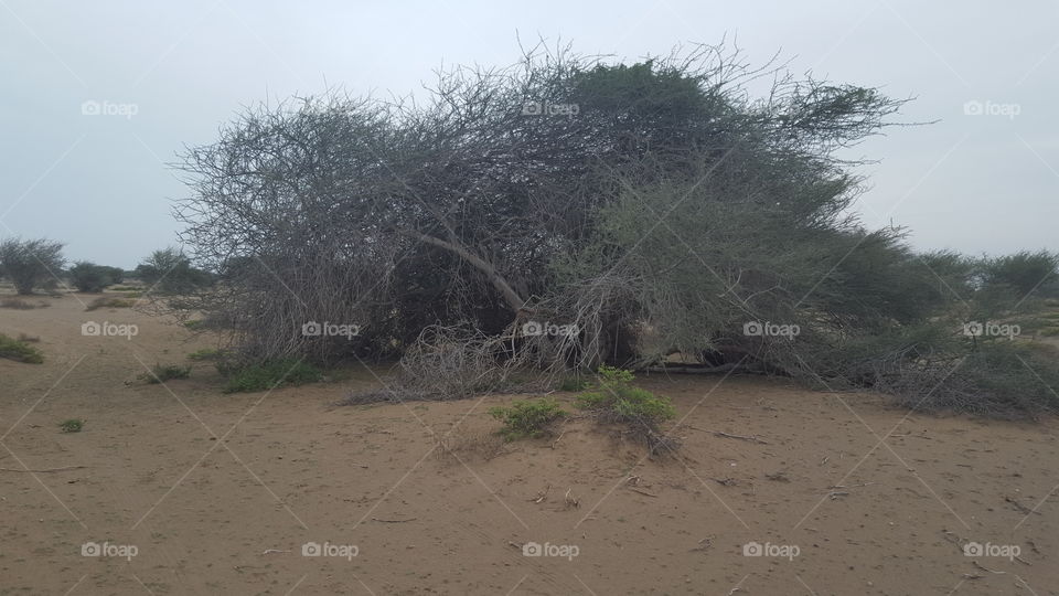 Tree of the Caterpillars