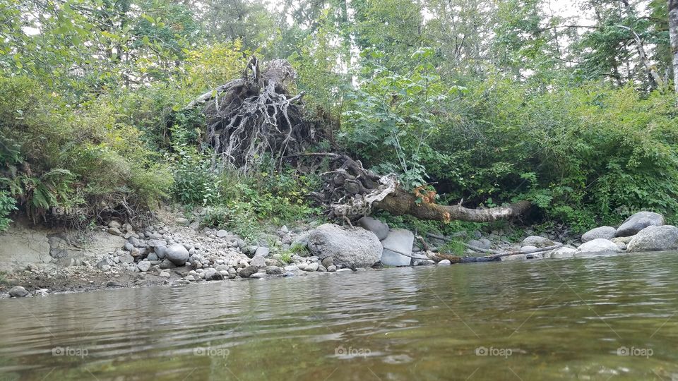 River stump