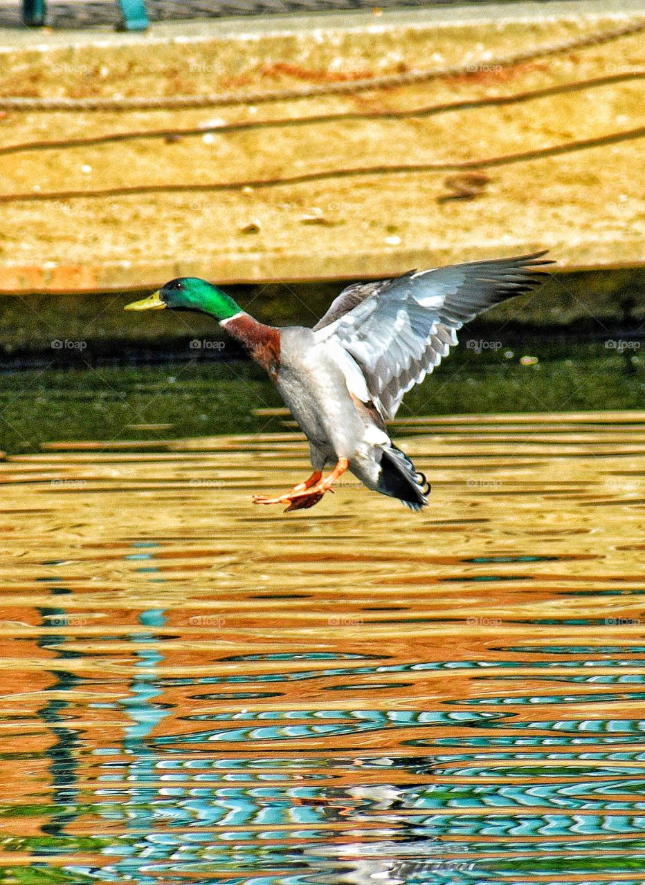 duck landing