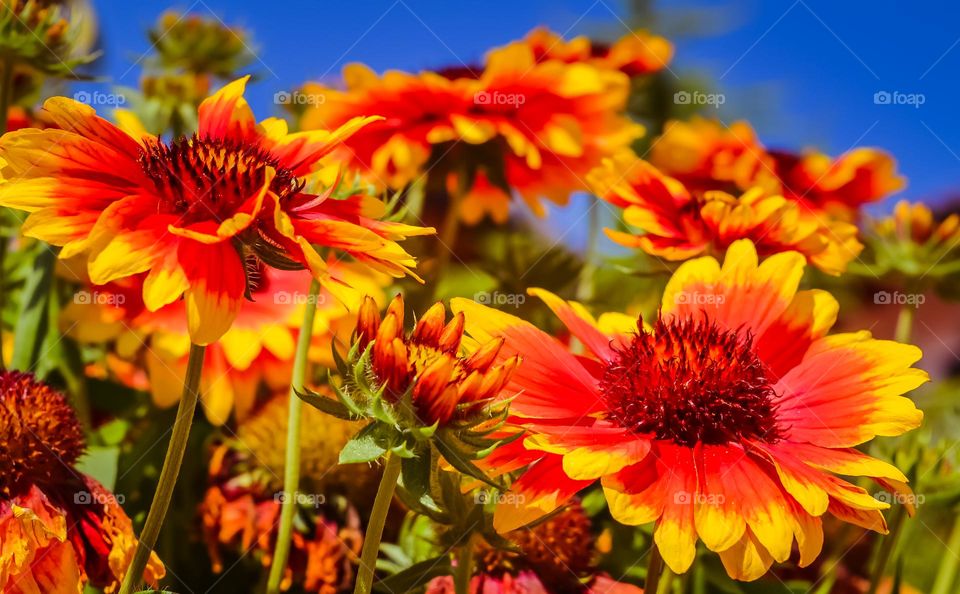 The Colors of Autumn, Beautiful Spring Flowers