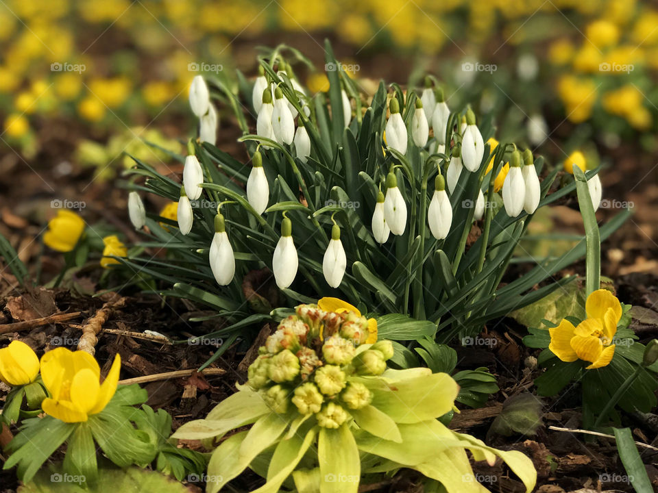 A closeup of a previously submitted pic. Clumps of Galanthus (Snowdrops) surrounded by yellow Aconite blossoming in a bed at a heritage park of common & rare plants & trees. A just emerging Leontopodium is immediately in front of the Snowdrops. 