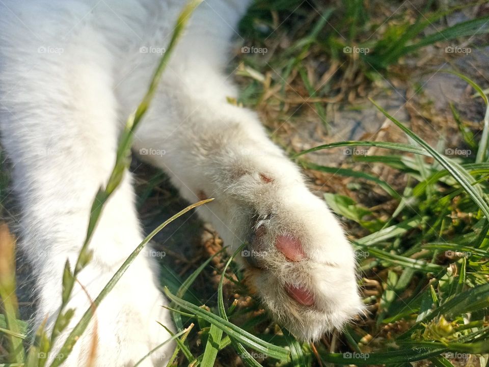 White fluffy male cat close-up. Animal photography