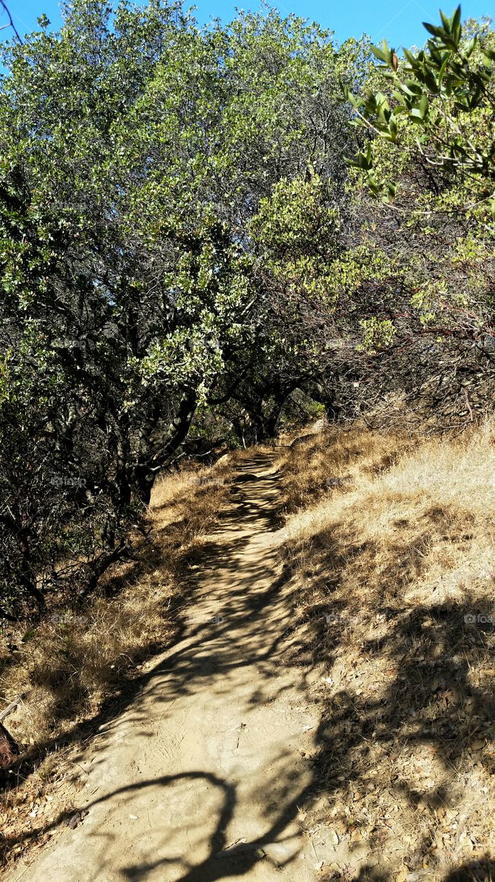 Forest trail through the golden hills of California