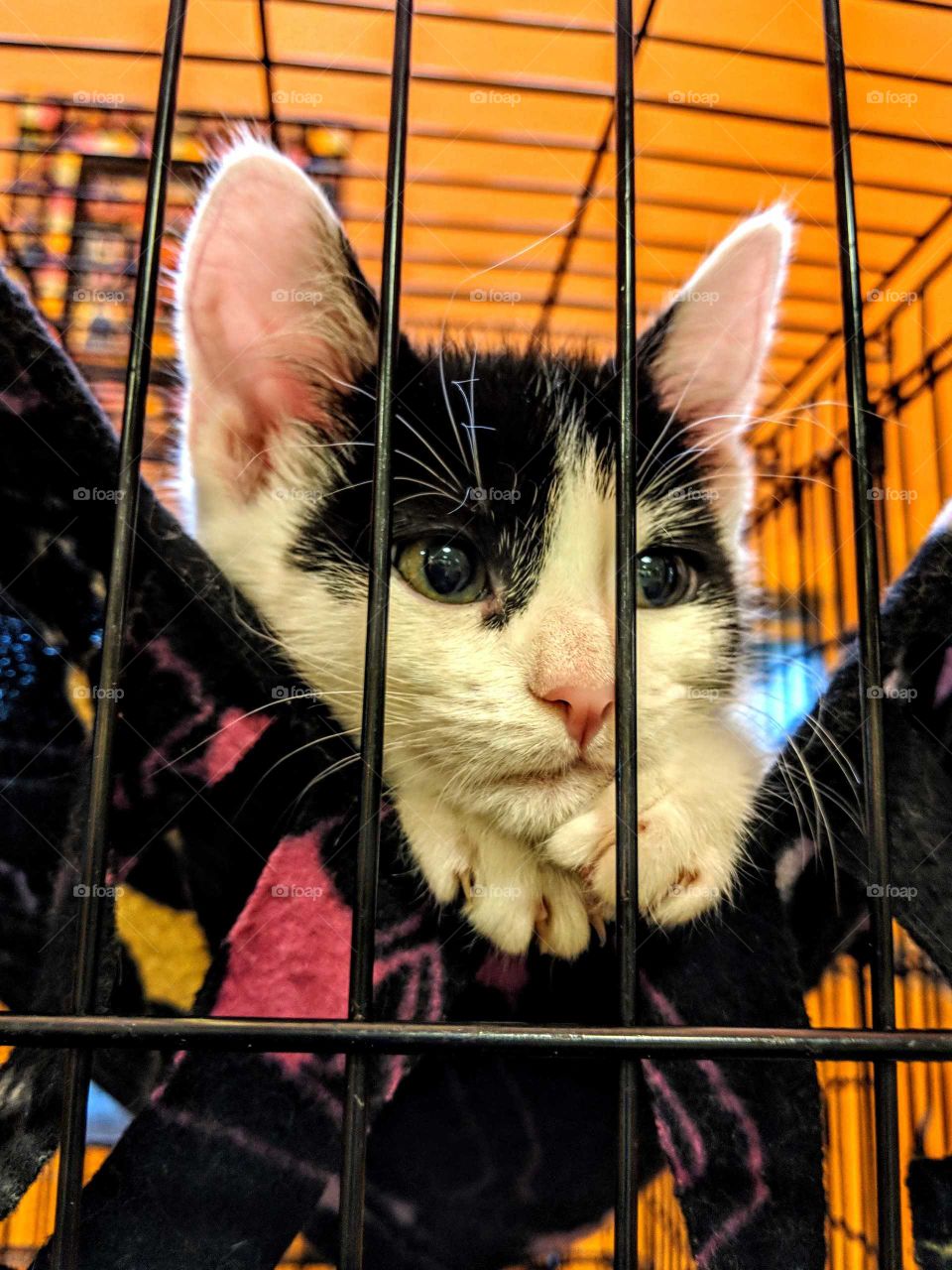 kitten in a shelter looking for a new home