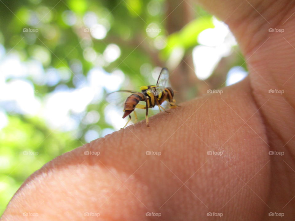 bee on my hand