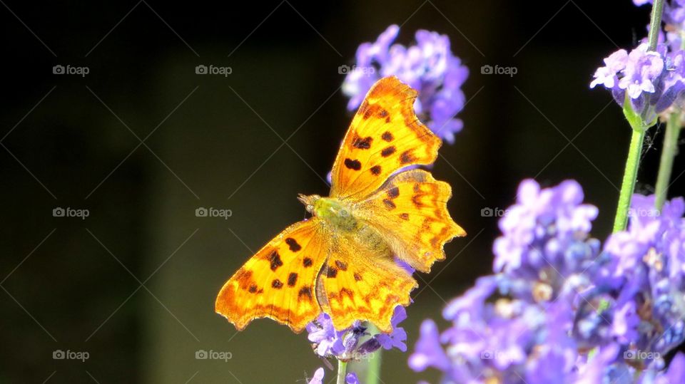 spectacular butterfly