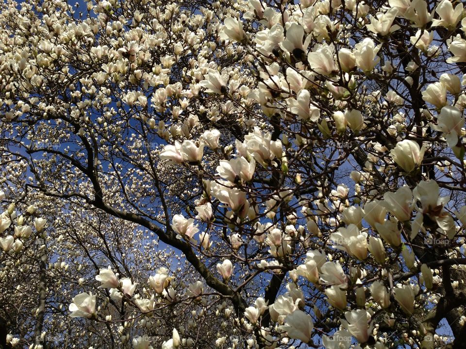 Tree Blossoms