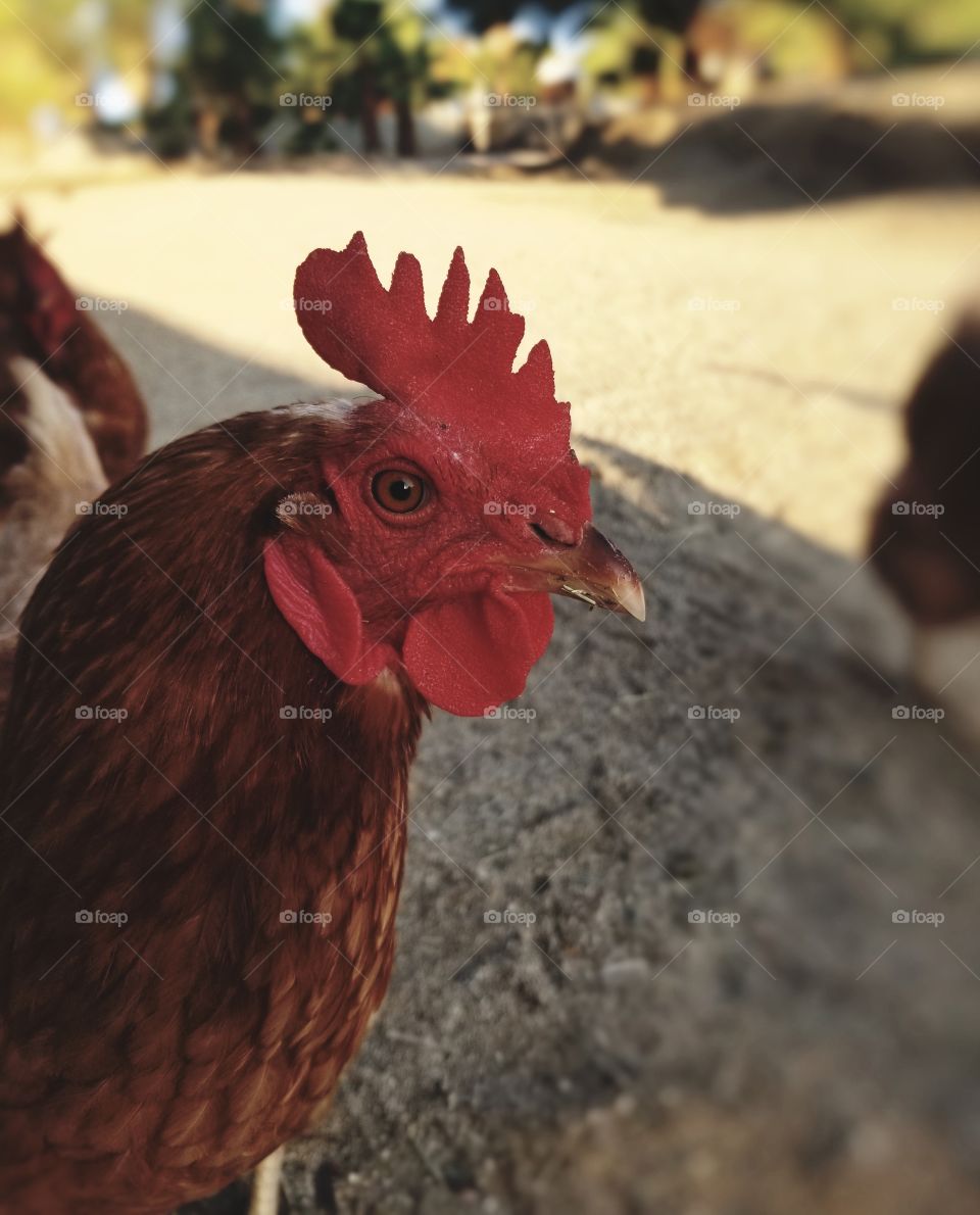 Red hen staring sideways into the camera.
Rhode Island Red.