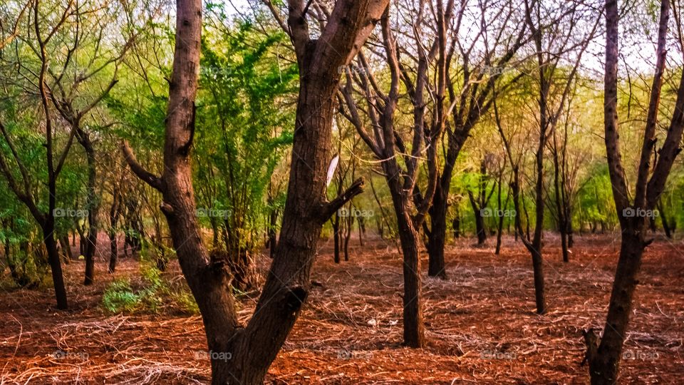 forest trees 