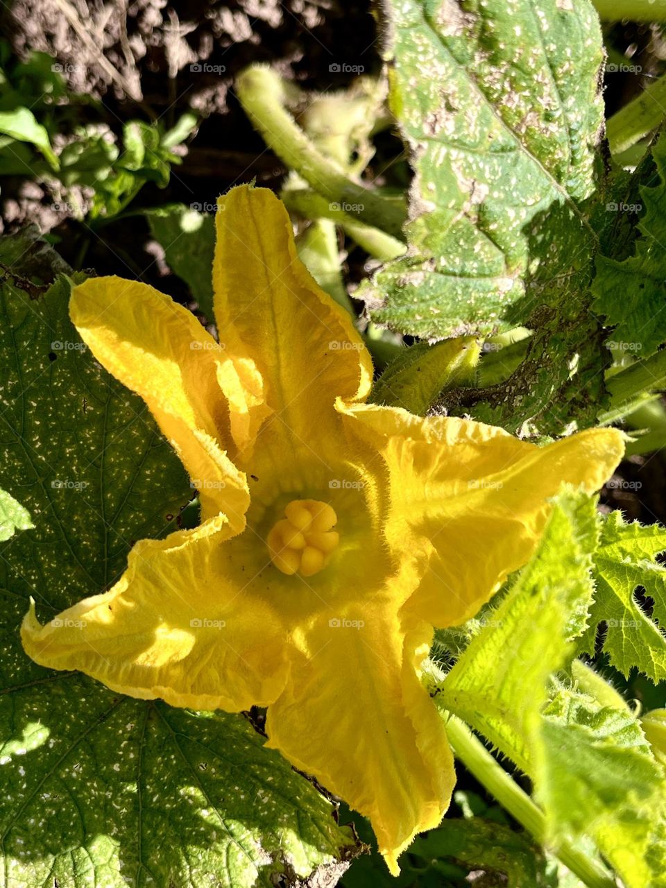 Zucchini flower 