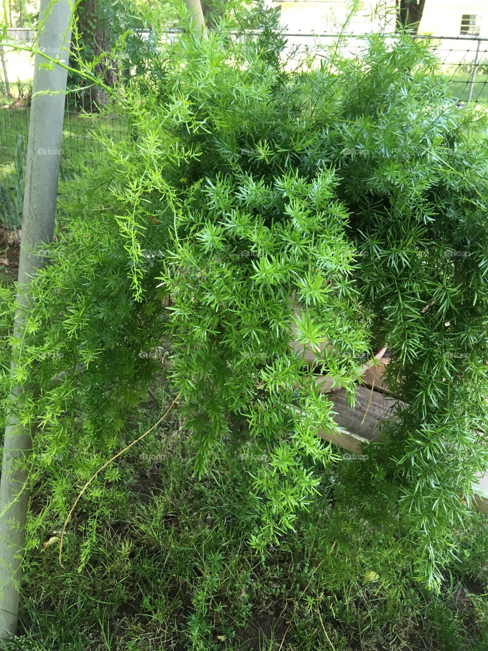 Outdoor on a shelf my asparagus fern before I thin it out and put them in smaller pot.