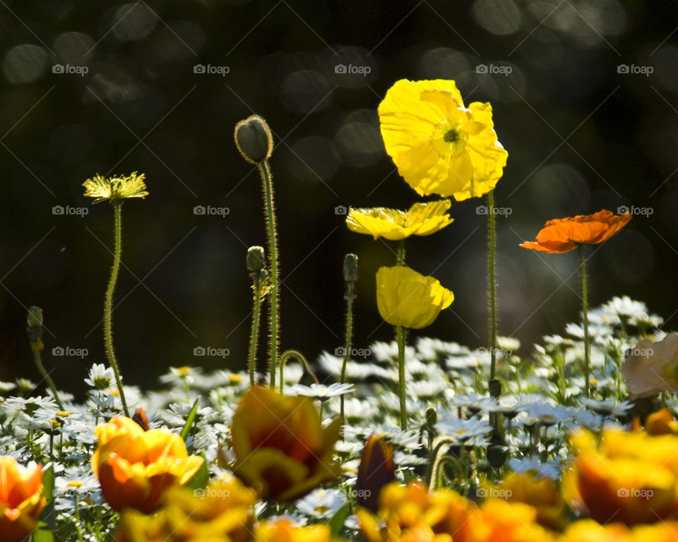 Sunlit Poppies