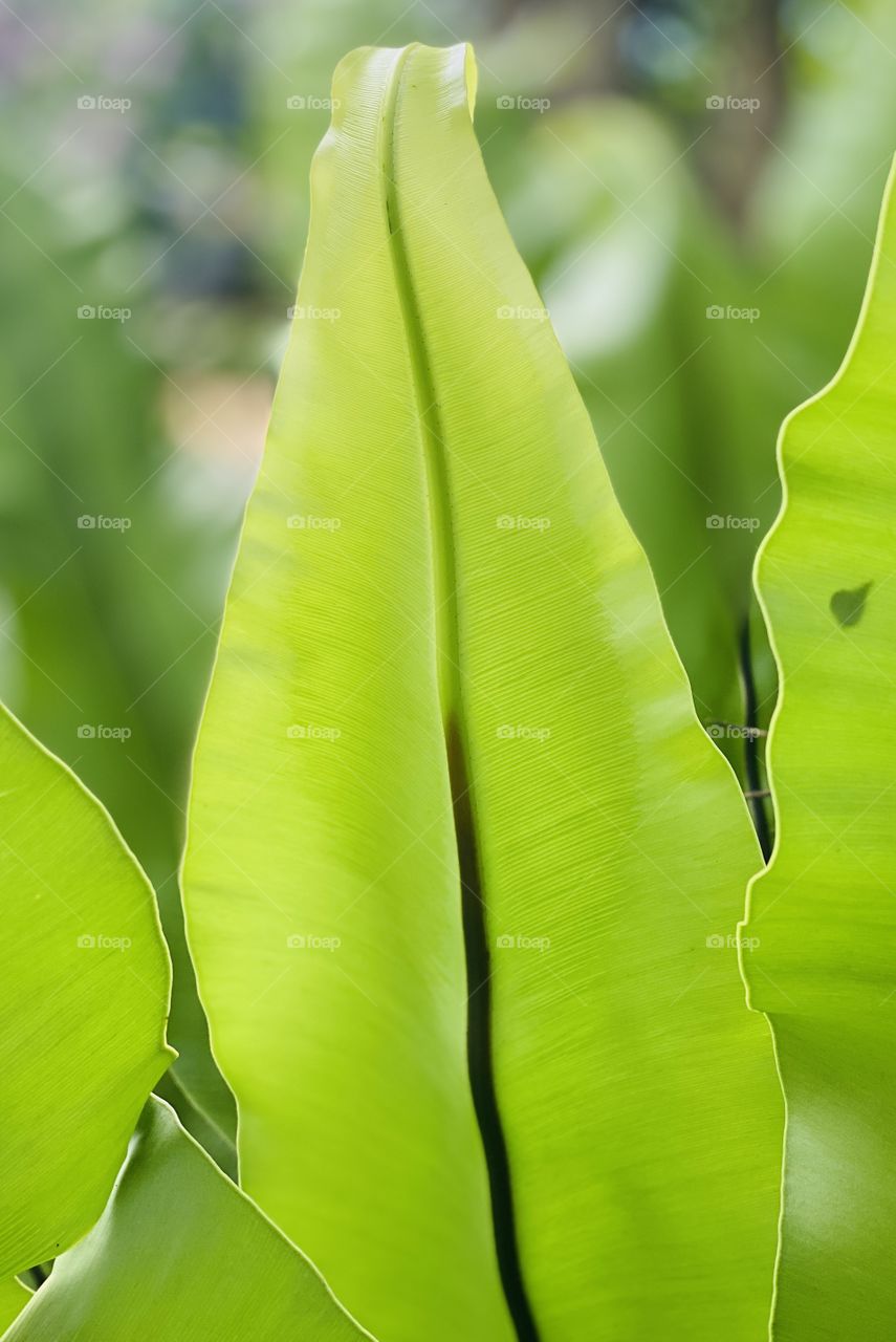 Green leaves
