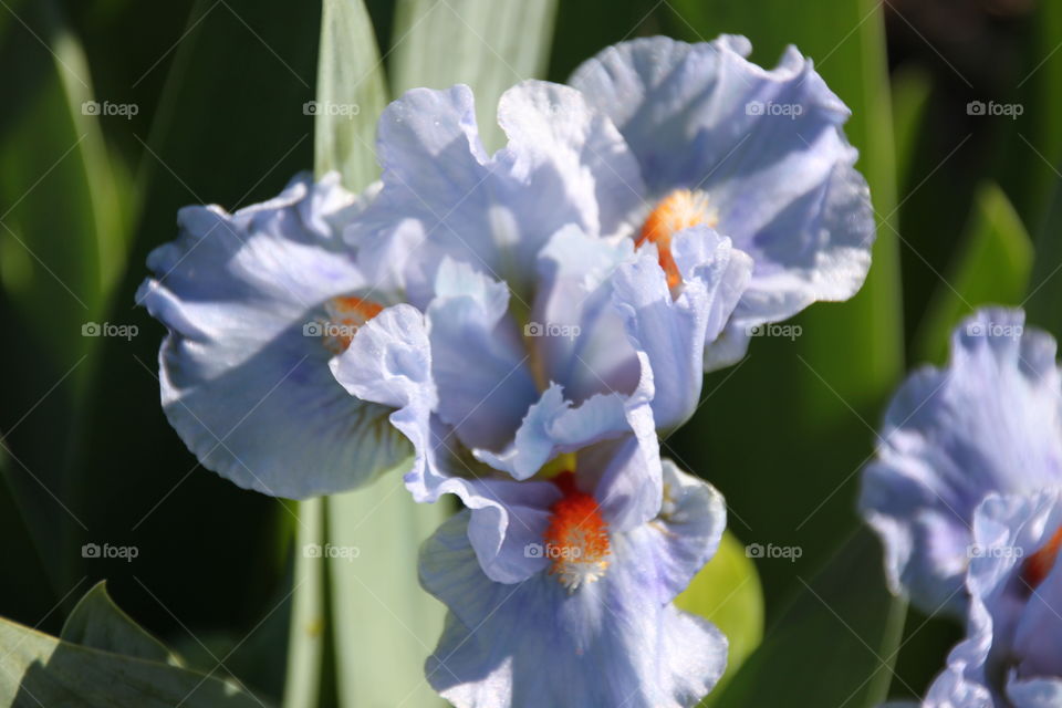 Violet Iris