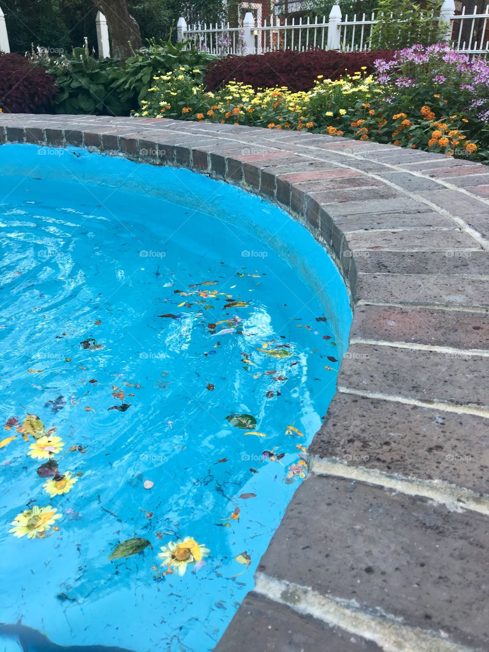 A pool filled with clear blue water sits peacefully. Tiny yellow flowers float on the surface and mingle with some leaves to create what looks like a perfumed bath. In the background, several more flowers look on