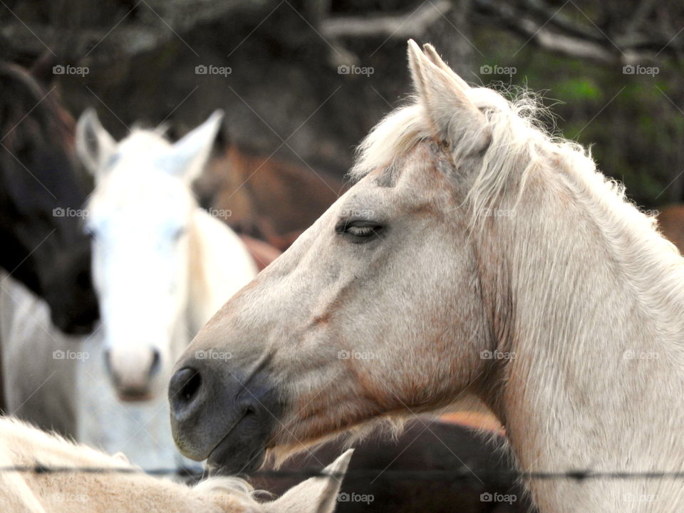 majestic horses 