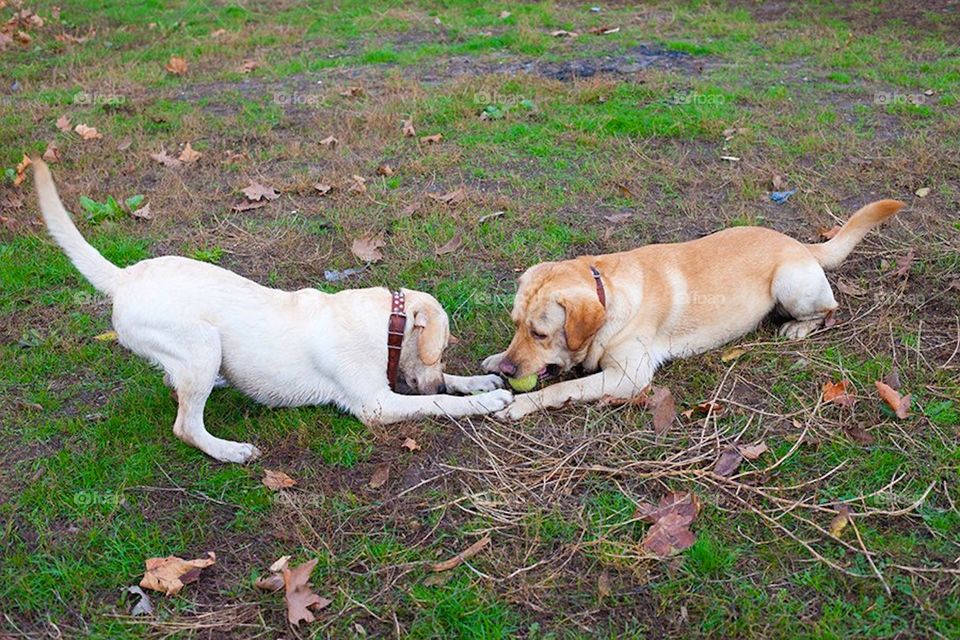 labrador play