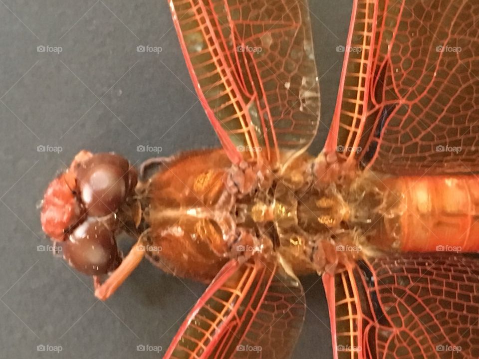 Dragonfly - detail