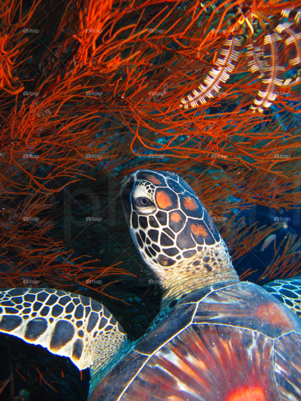 ocean water sea turtle by joeair