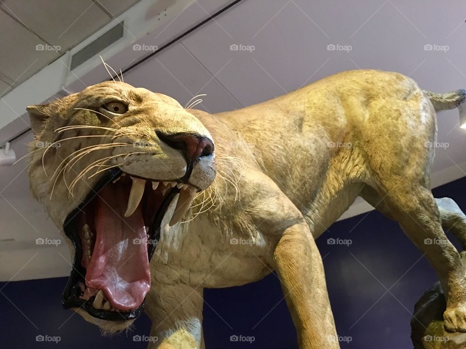 Saber tooth tiger