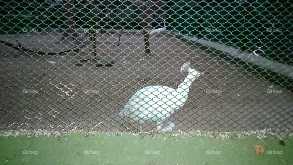 Beautiful white peacock in cage in zoo