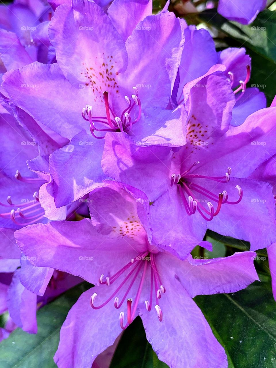 Close up macro of bright purple Rhododendron flower inflorescence