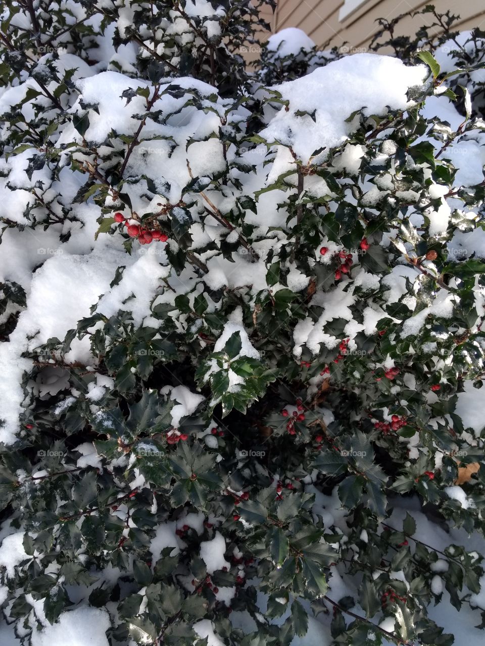 Holly bush in the snow