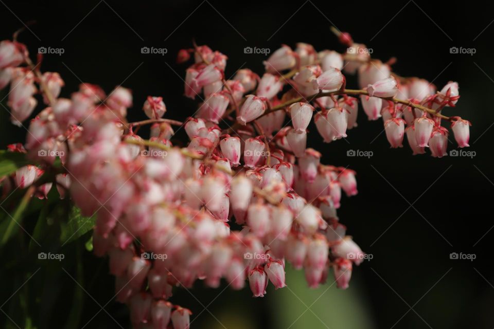 Spring flowers close up