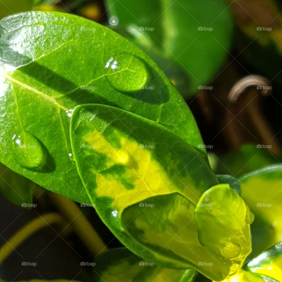 Water drop on leaf