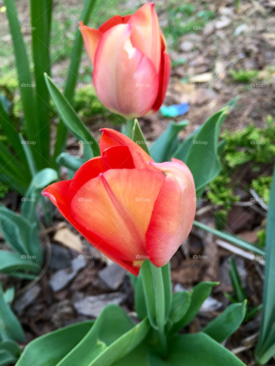 Peachy tulip pair