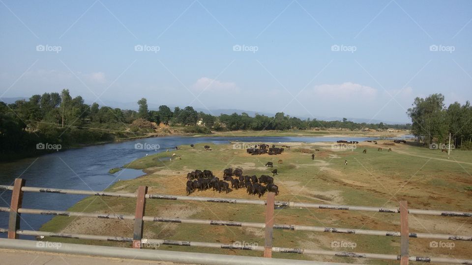 river cattle grazing blue sky