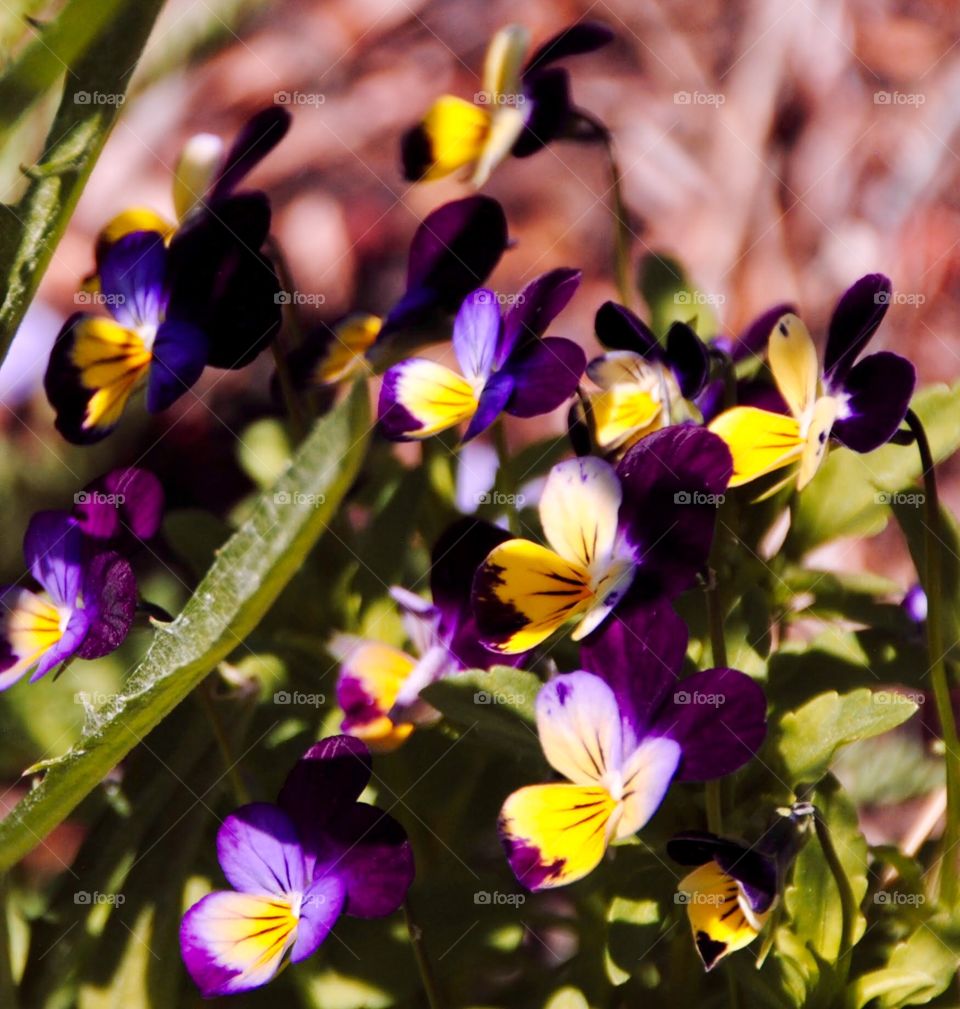 Purple and Yellow Pansys