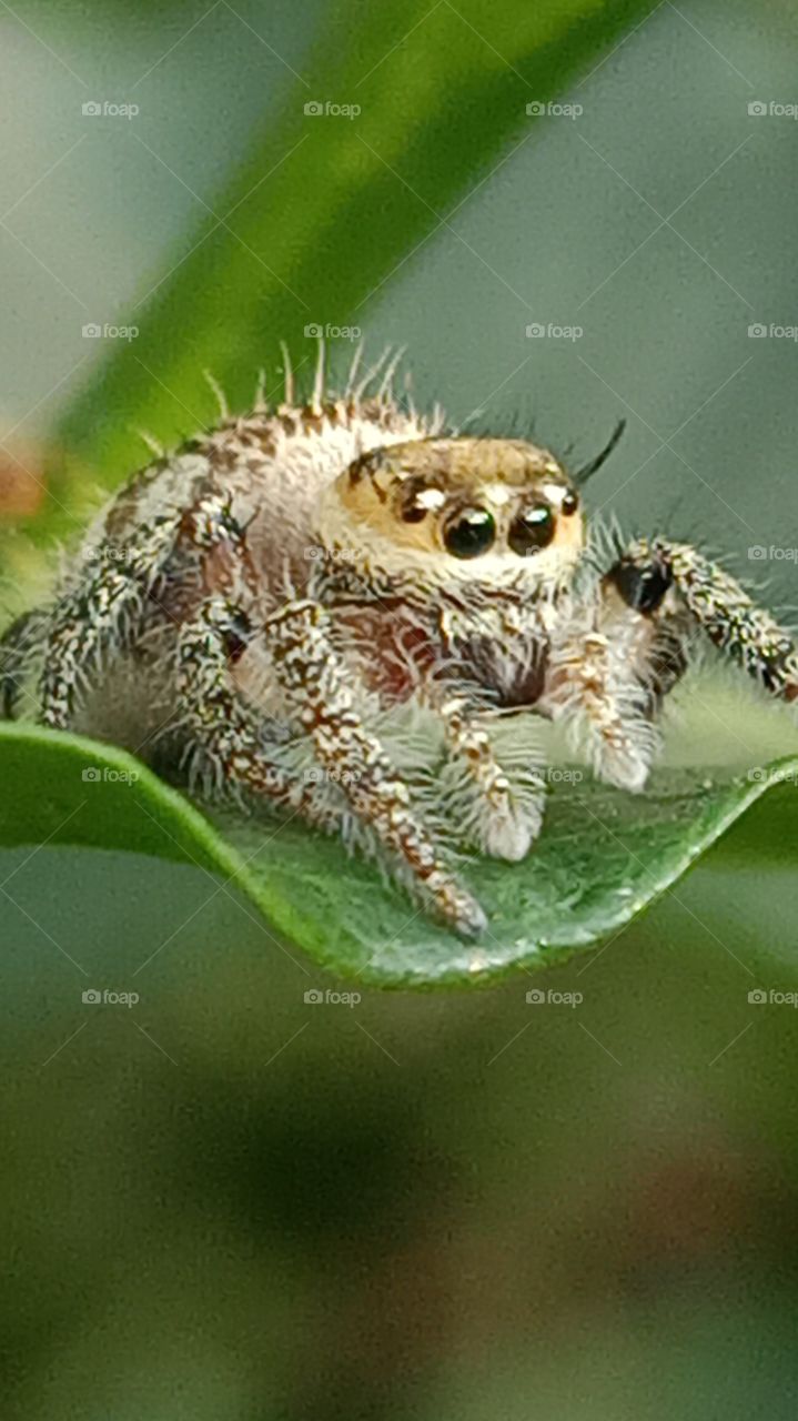 spider in macro