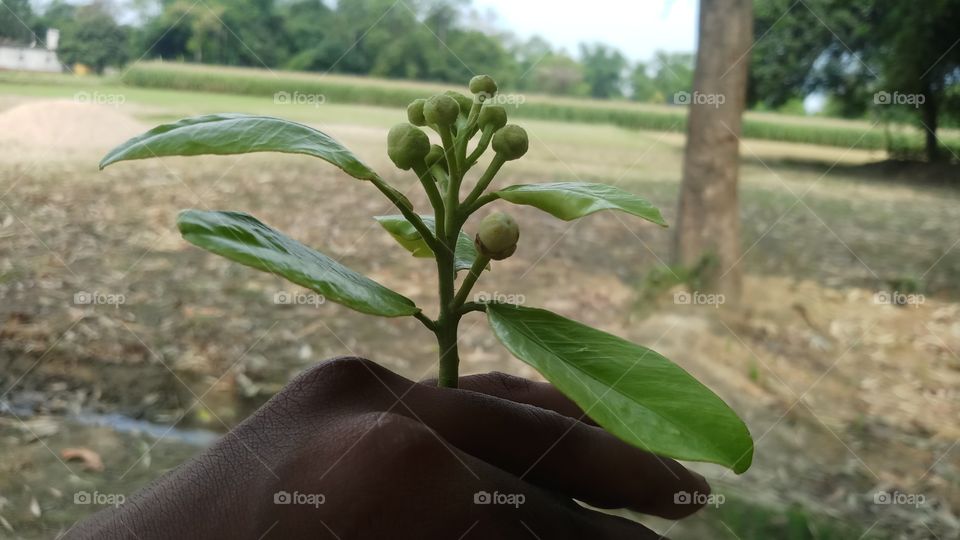 Beautiful Flowering plants is founded in Spring time