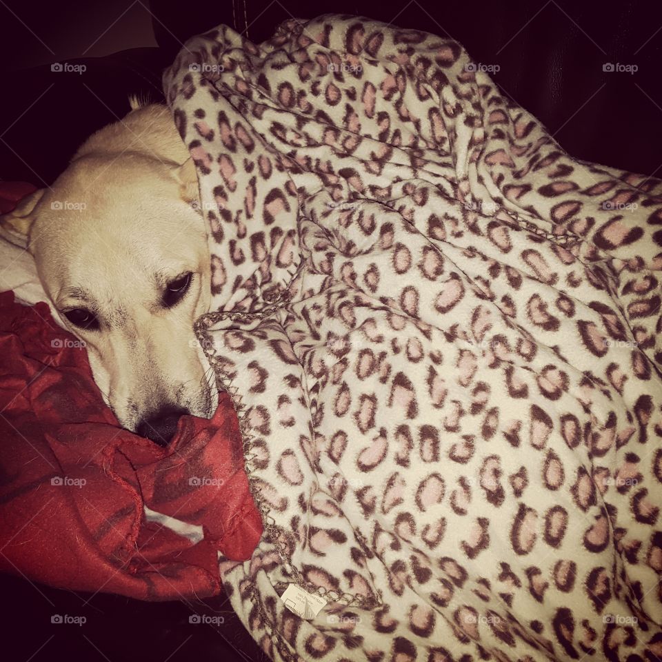 Golden Labrador retriever snuggled in blankets