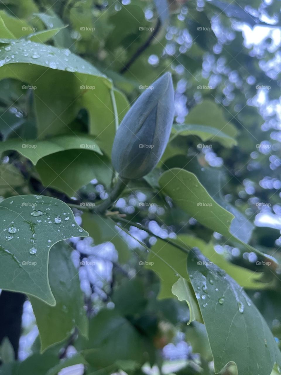 Beautiful Big Tulip Tree Bud. After The Rain Discovery. 