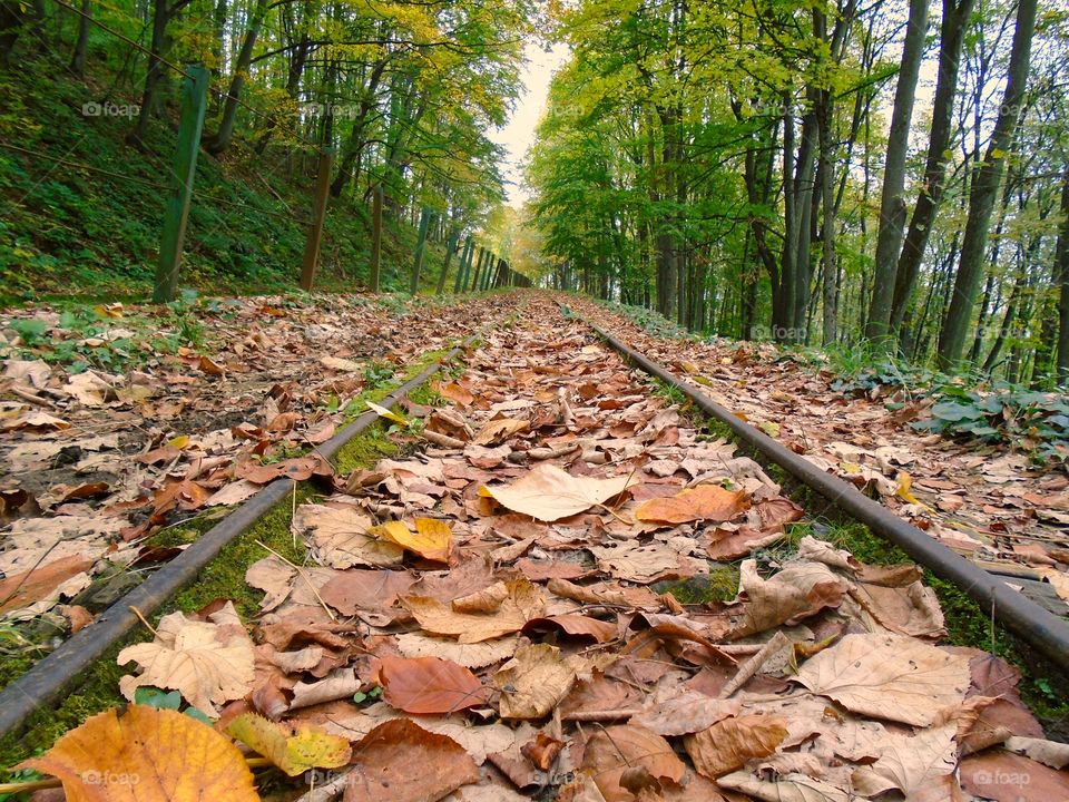 Fallen leaves on train tracks in Autumn 