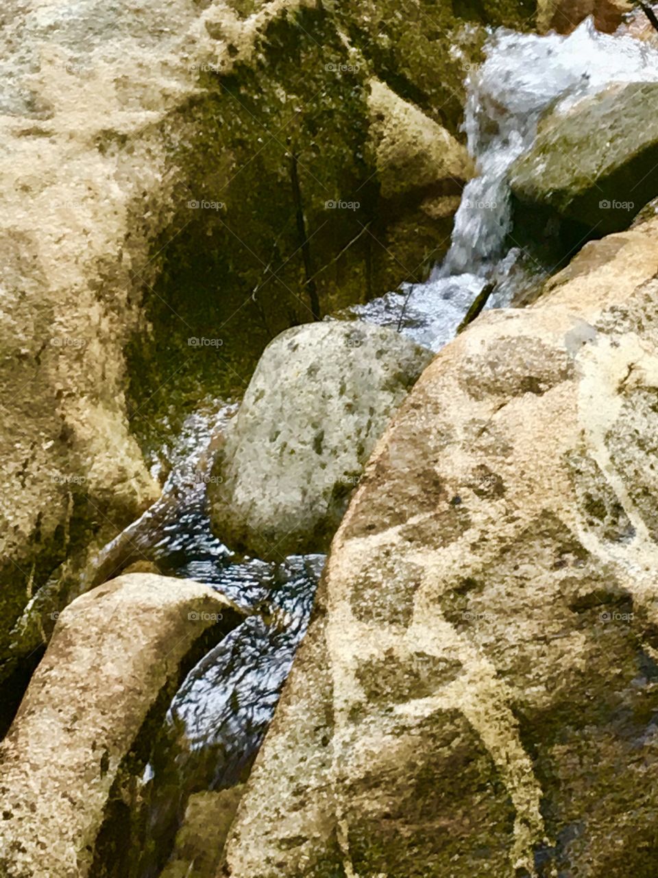 Leopard jasper in the Pemigewasset River 