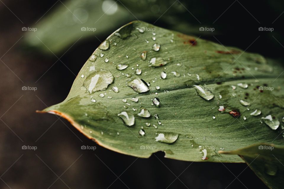 Closeup or macro of water drop on leaf