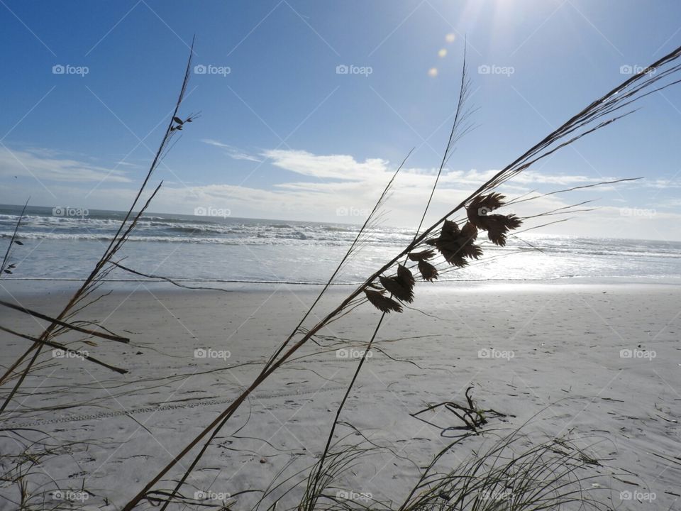 Sea Oats blowing in the ocean breeze.