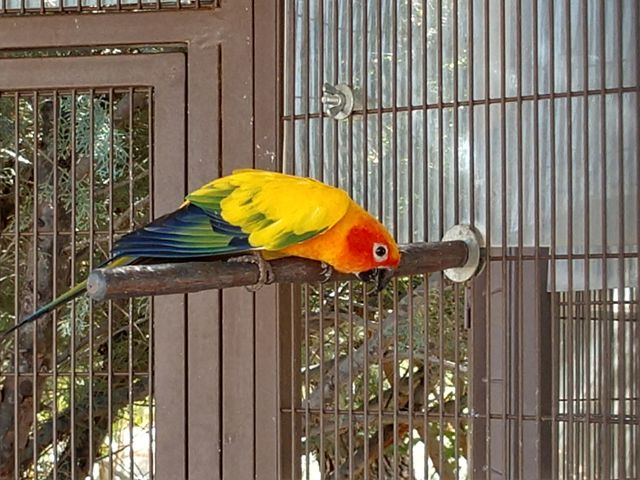 Colorful Bird