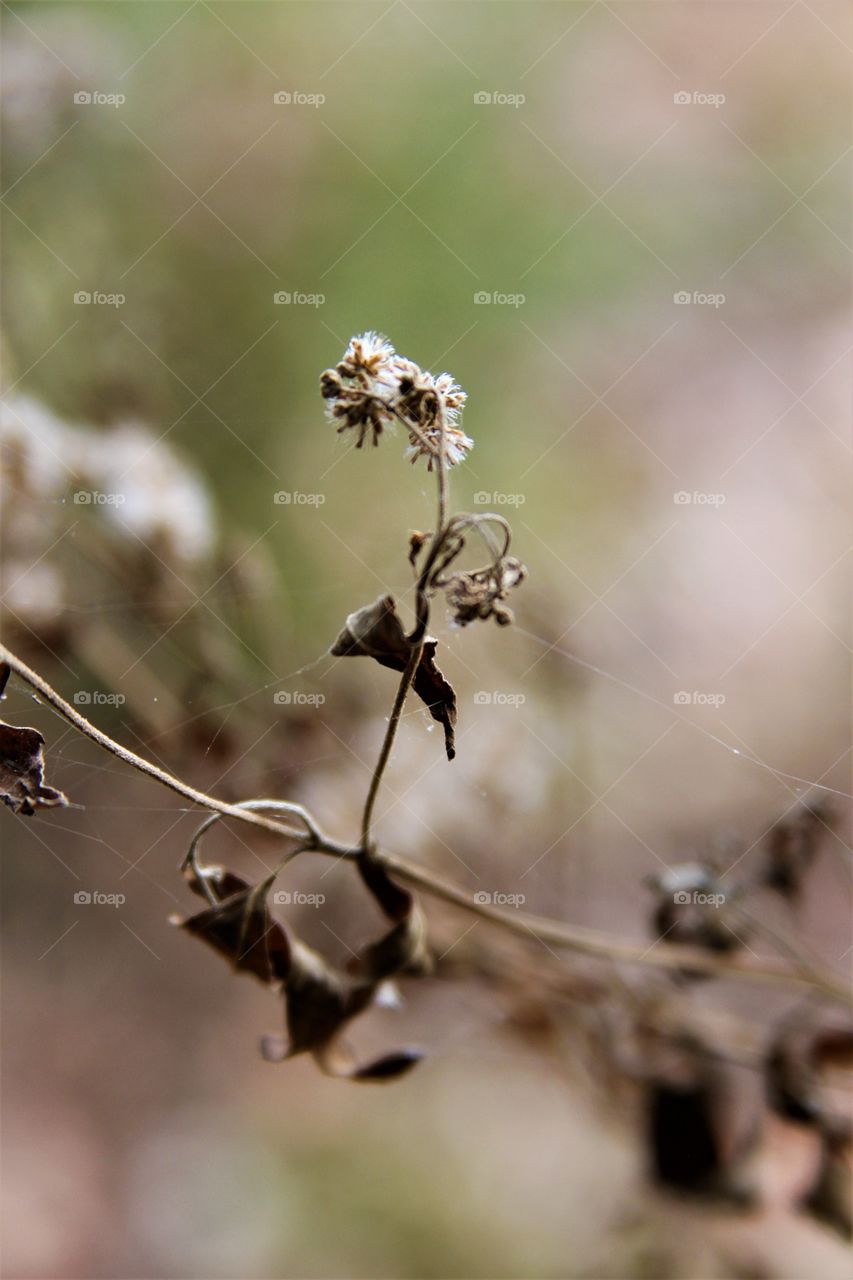 dried weed.