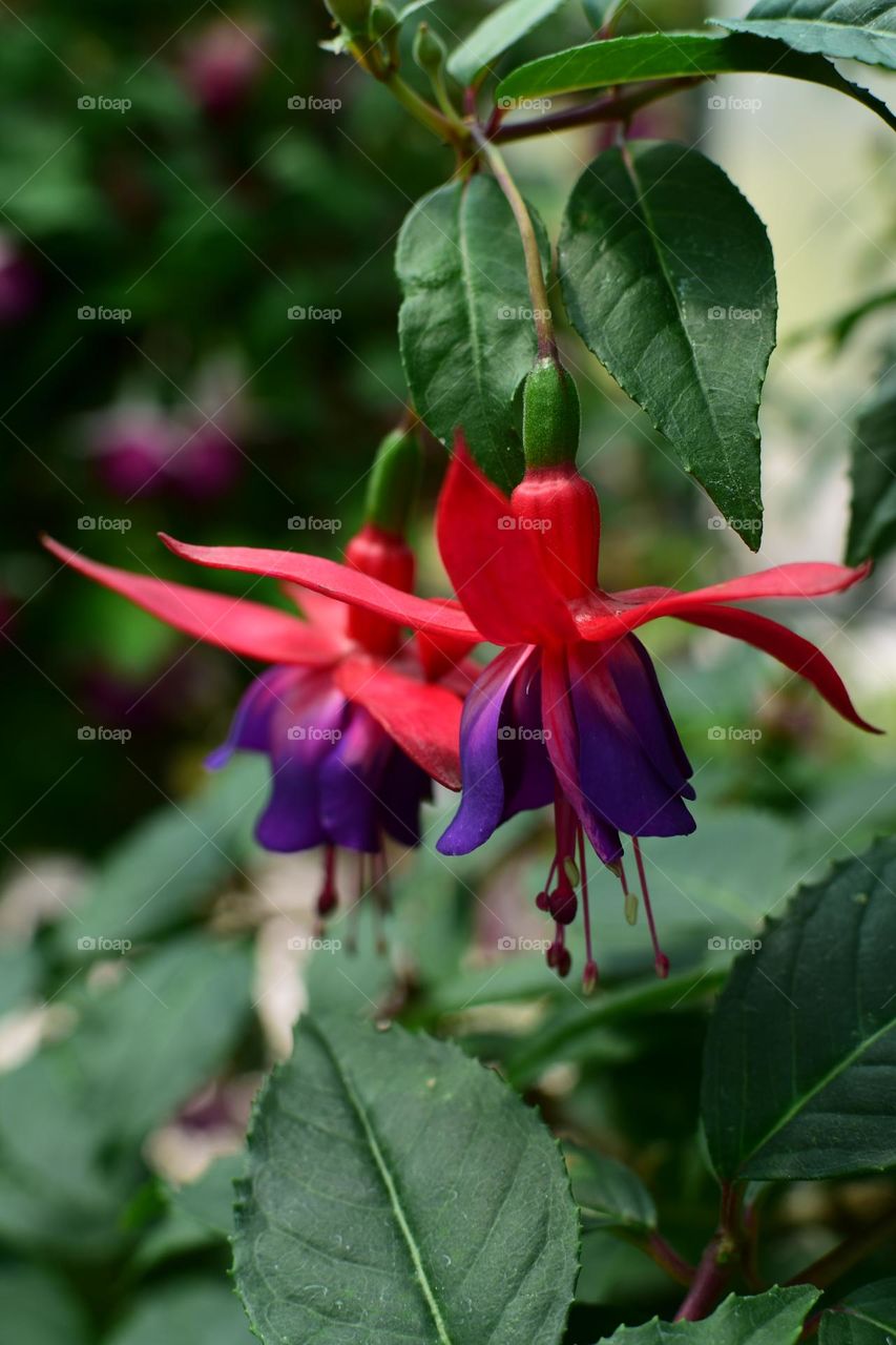 A wonderful memory of a summer moment.
These wonderful flowers light up our days and fill our hearts with joy. 💐