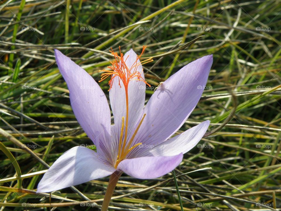 Close-up of purple flower