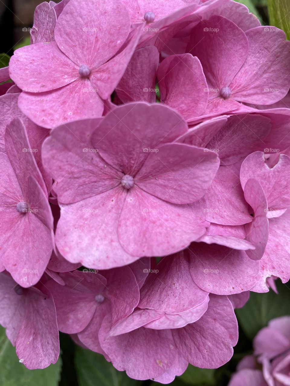 Barbie pink floral hydrangea close up